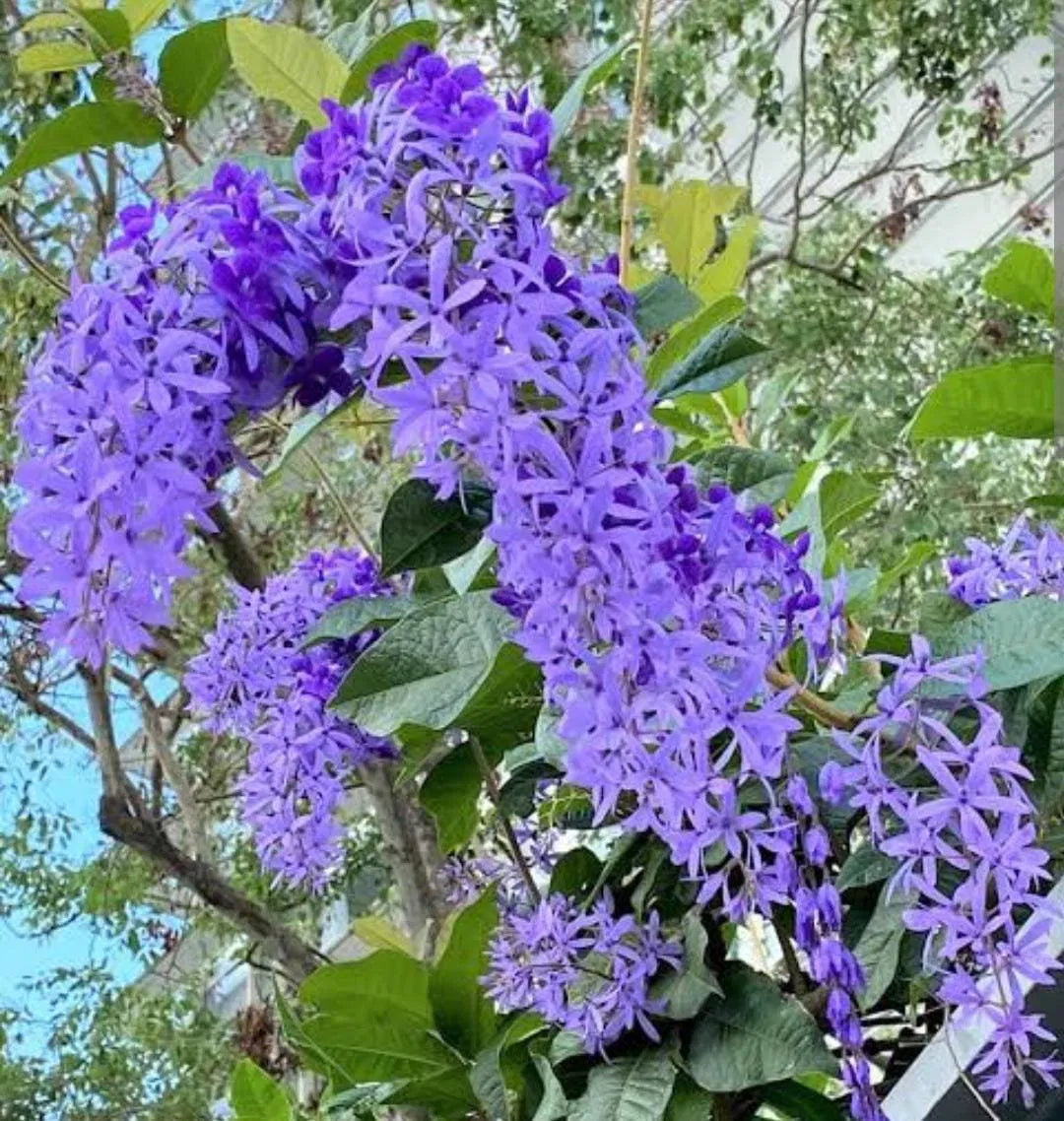 Petrea Violet Live Plant