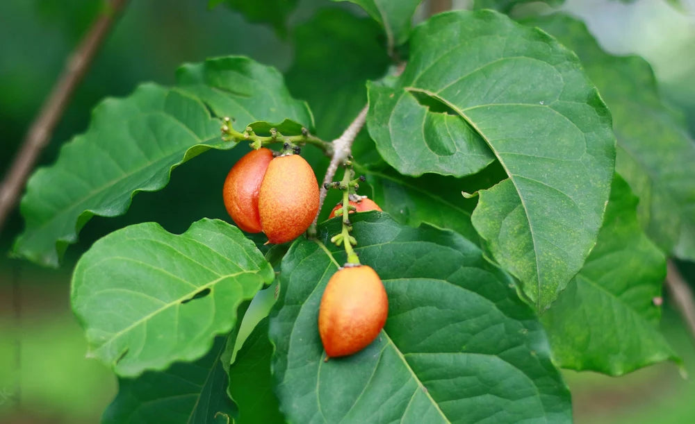 Peanut Butter Fruit Plant