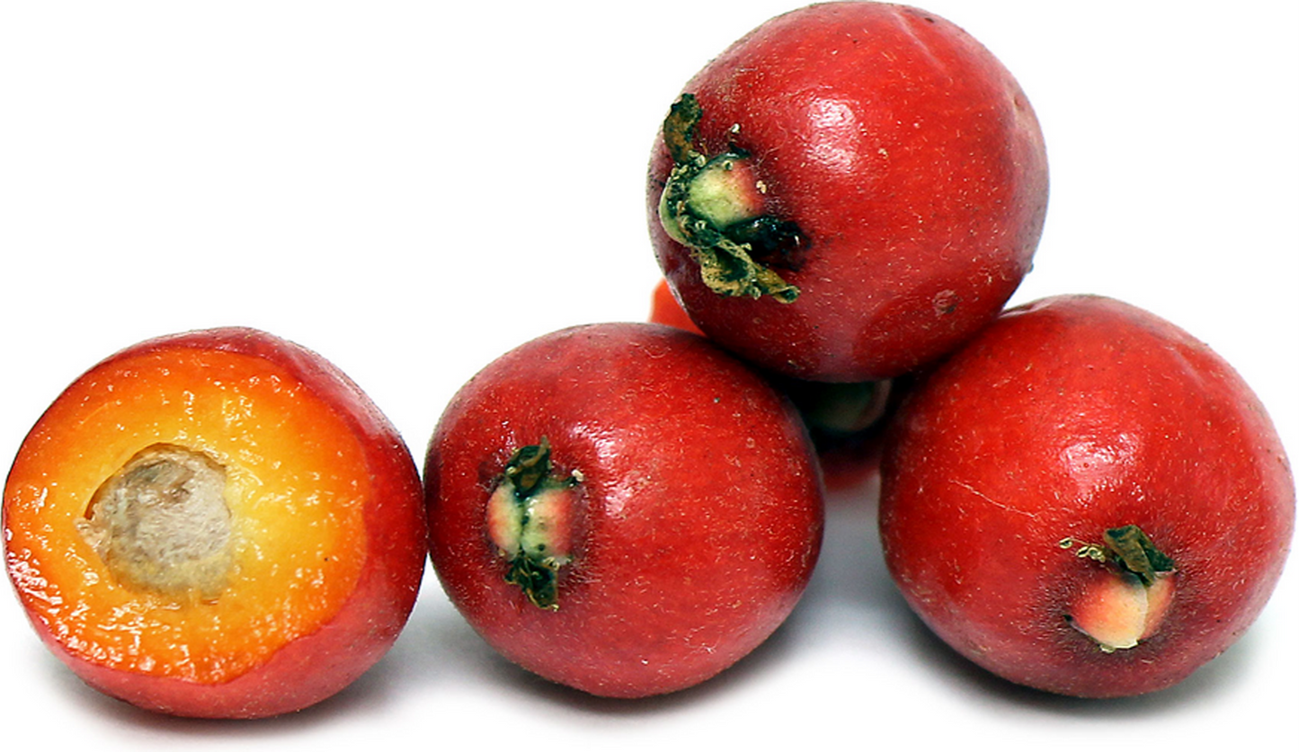 Cedar Bay Cherry Live Fruit Plant