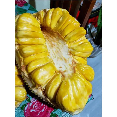Eviarc The Sweetest Jackfruit Fruit Plant
