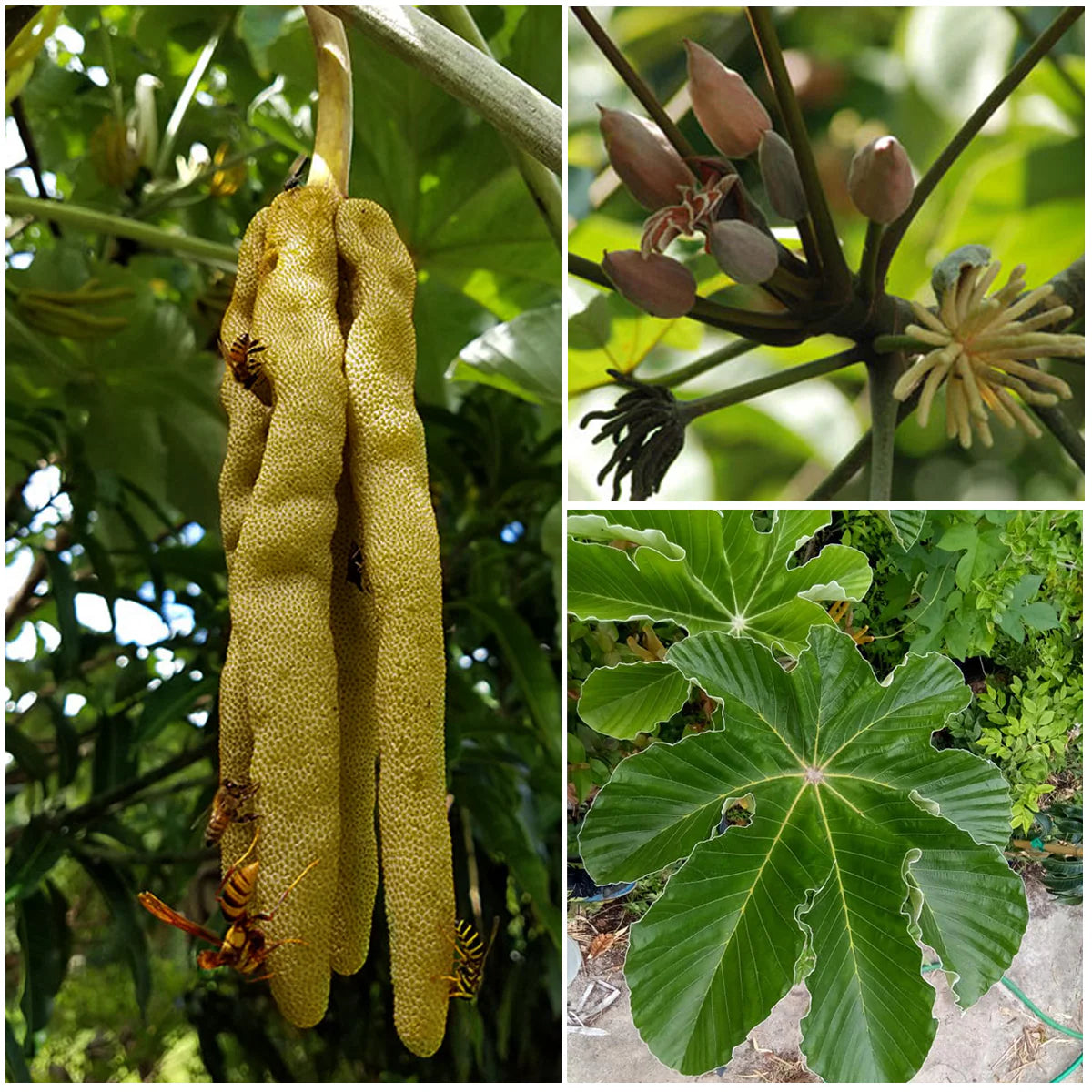 Trumpet Tree Exotic Fruit Plant