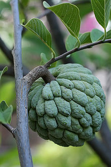 Taiwan Sugar Apple Live Plant