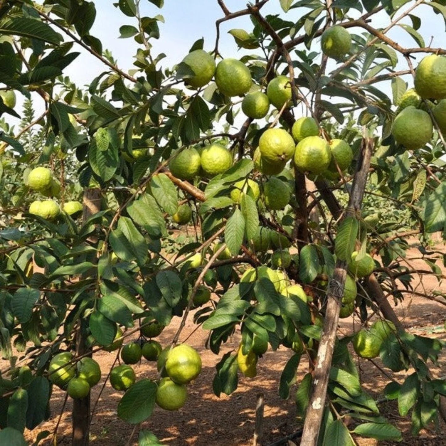 VNR Guava Live Fruit Plant
