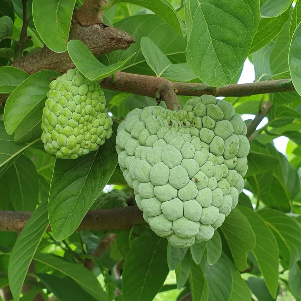 Taiwan Sugar Apple Live Plant