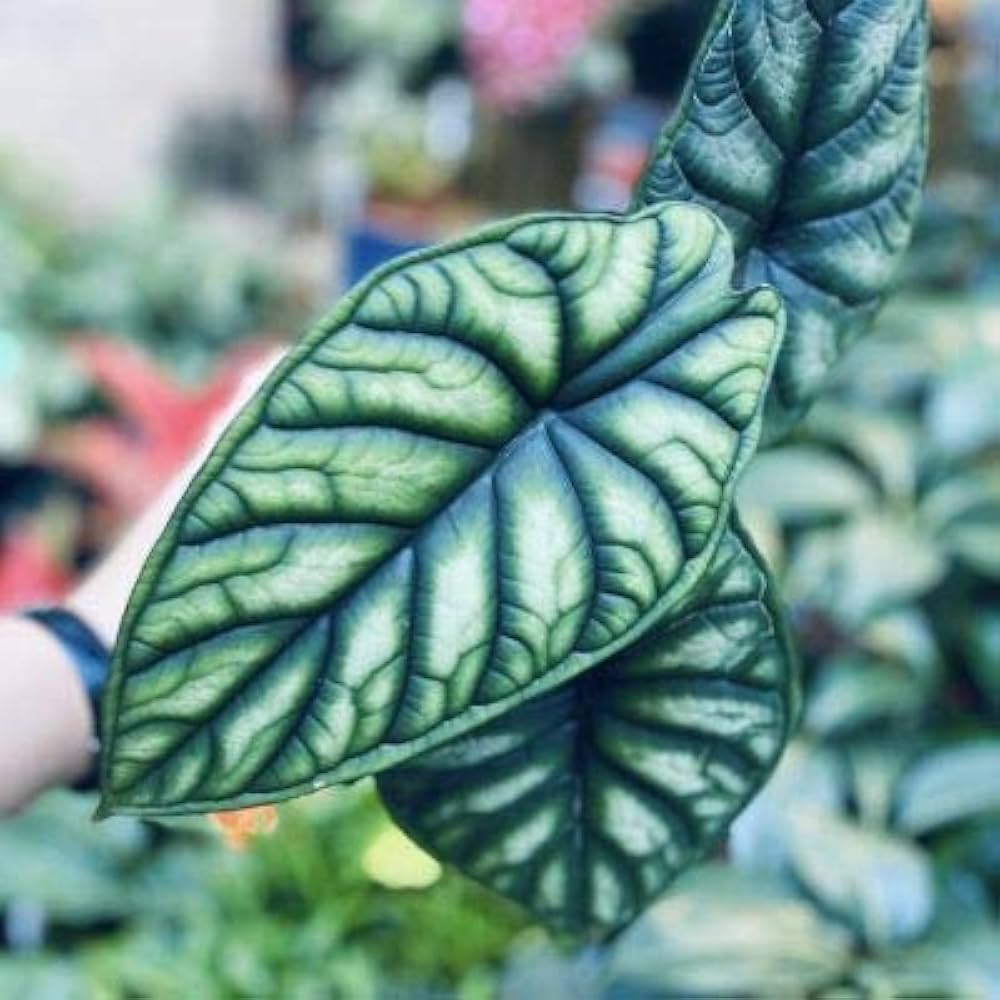 Alocasia Dragon Scale Live Plant