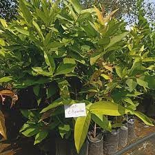 Dalhari Chamba Live Fruit Plant