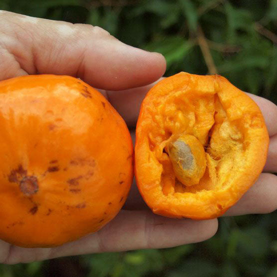Sundrop Fruit Plant
