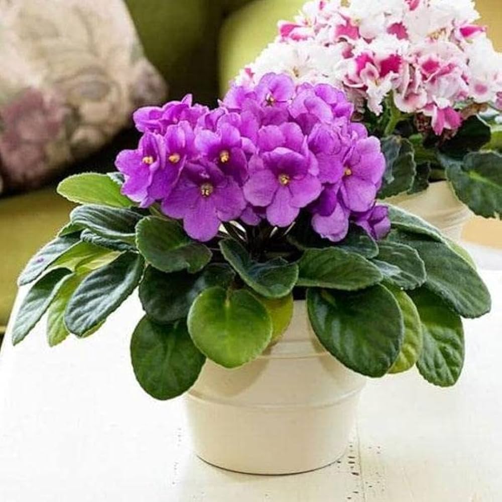 African Violets Live Plant