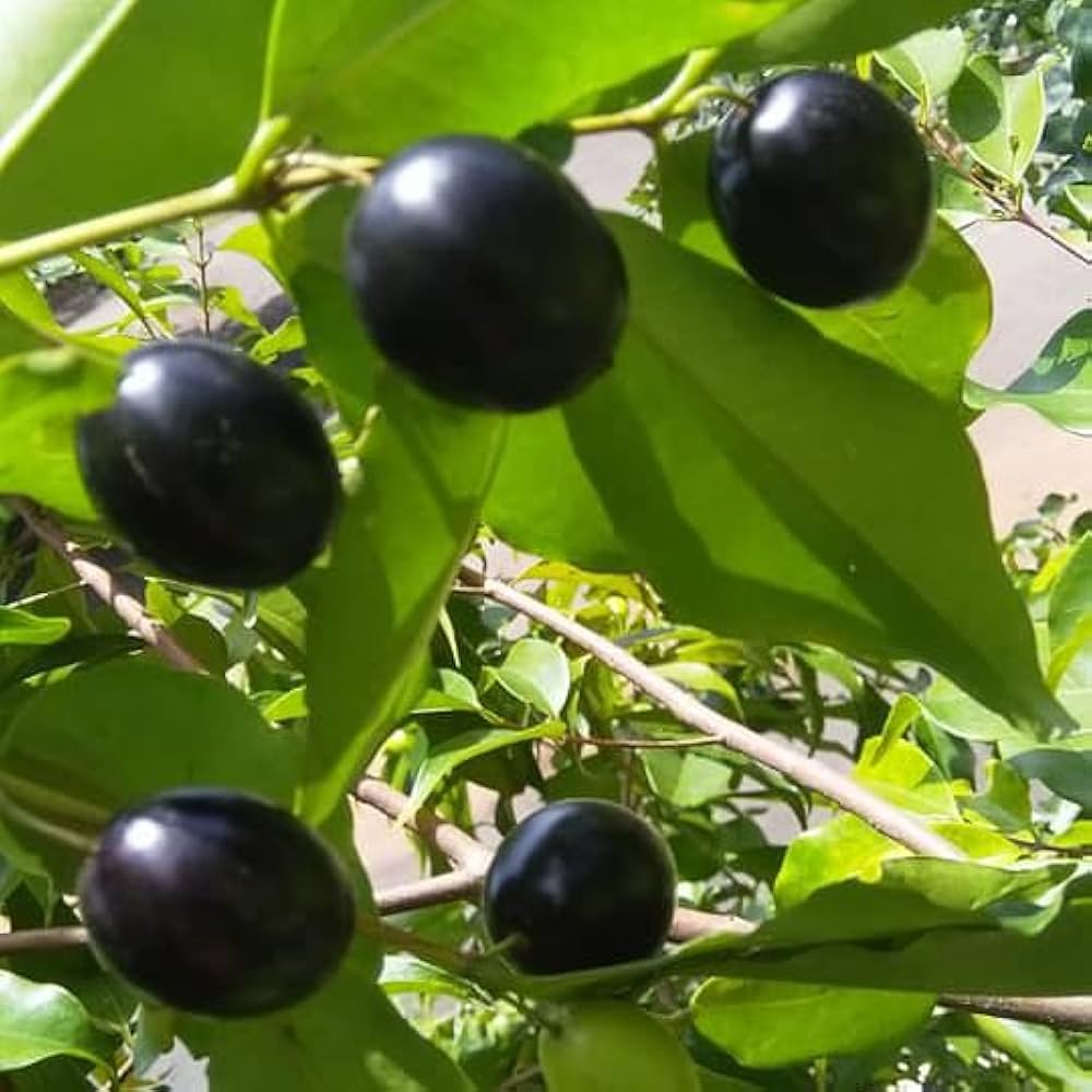 Rainforest Plum Plant