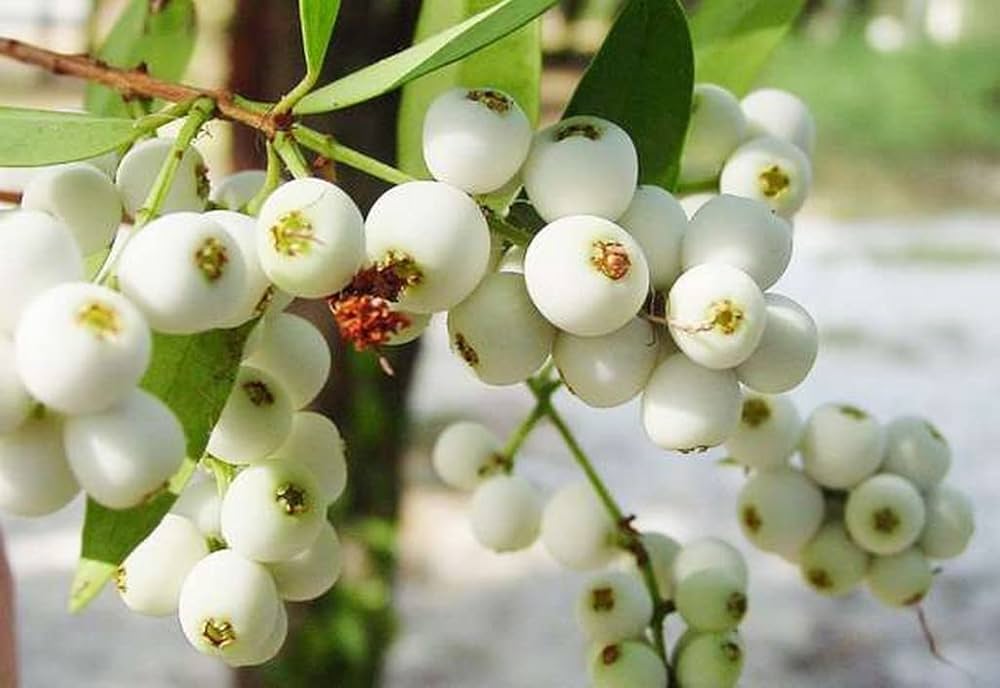 Cat Eye Fruit Plant
