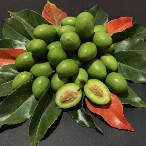 Ceylon Olive Live Fruit Plant