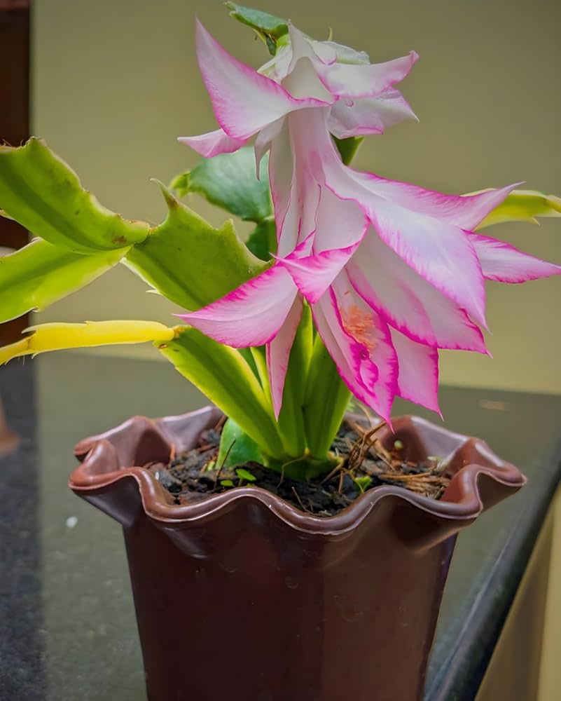 Christmas Cactus Live Plant