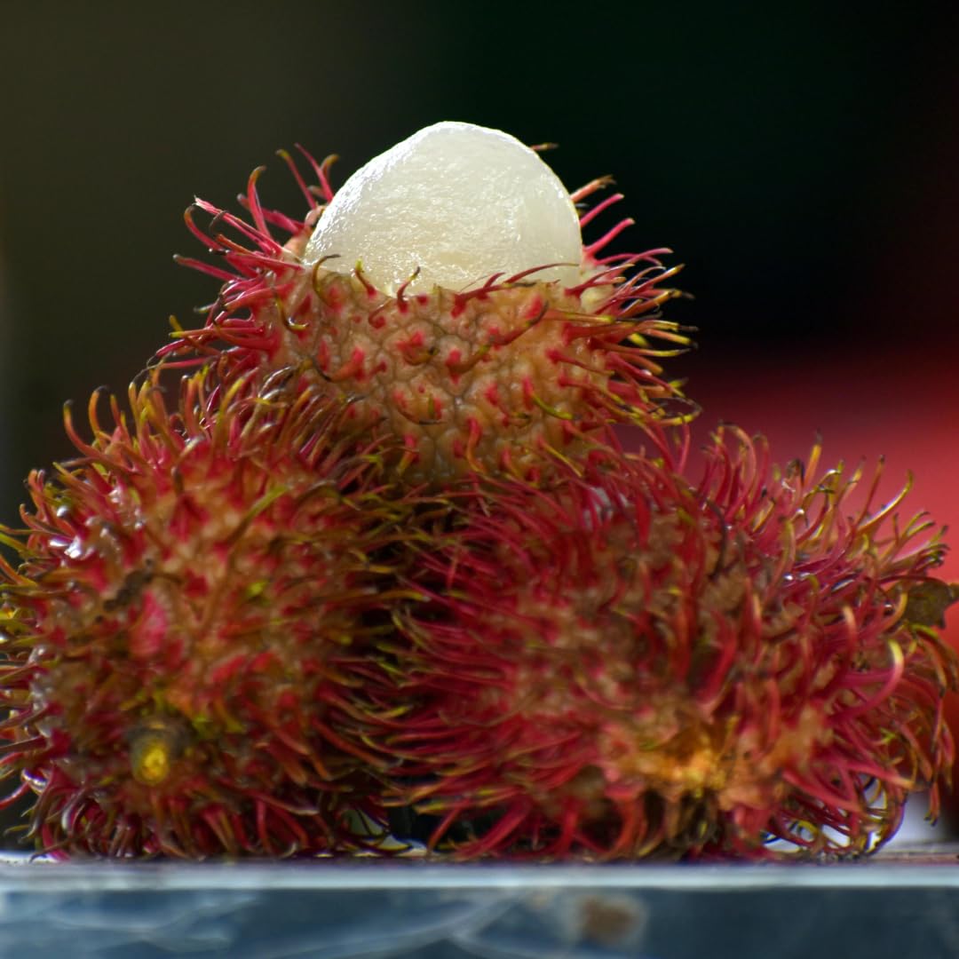 Rambutan Caesar Live Fruit Plant