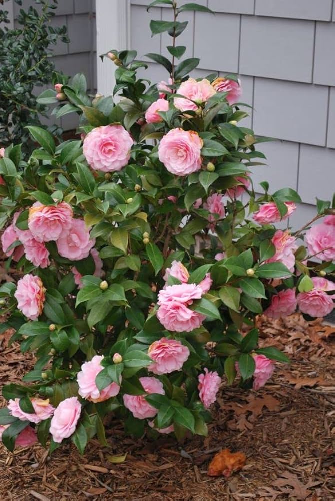 Camellia Live Plant
