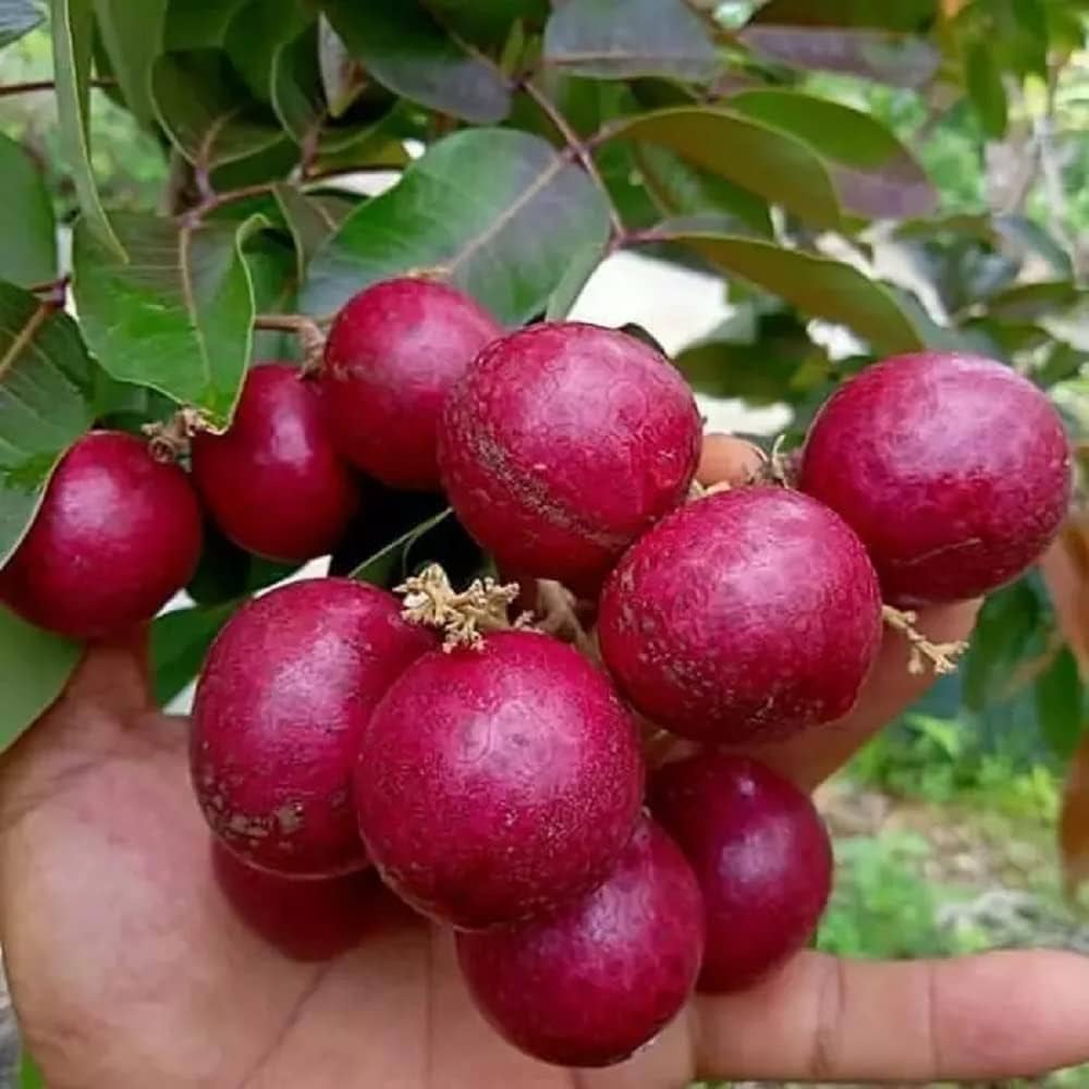 Ruby Longan Fruit Plant