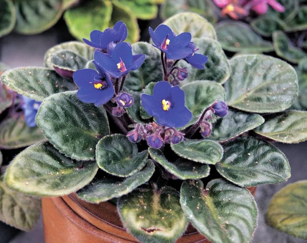 African Violets Live Plant