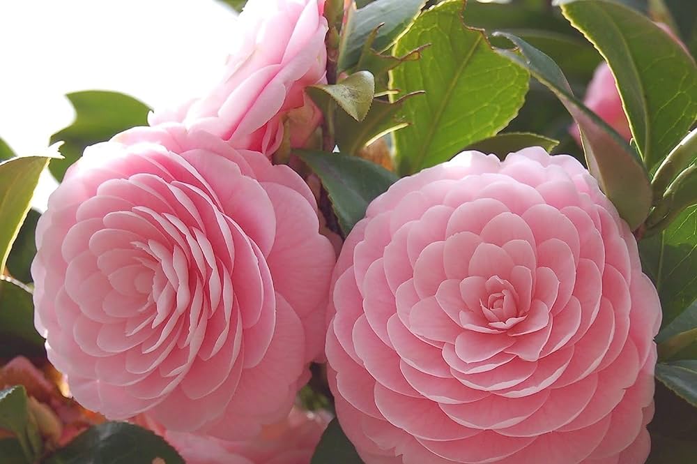 Camellia Live Plant