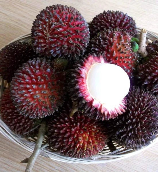 Pulasan Fruit Plant