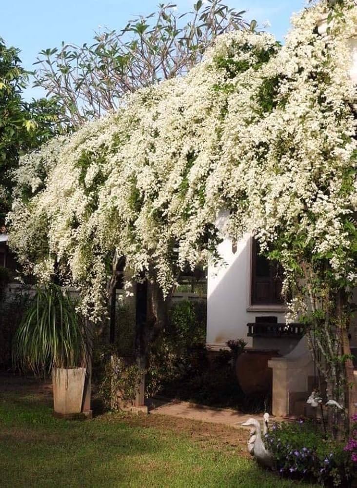 Manimulla Live Plant