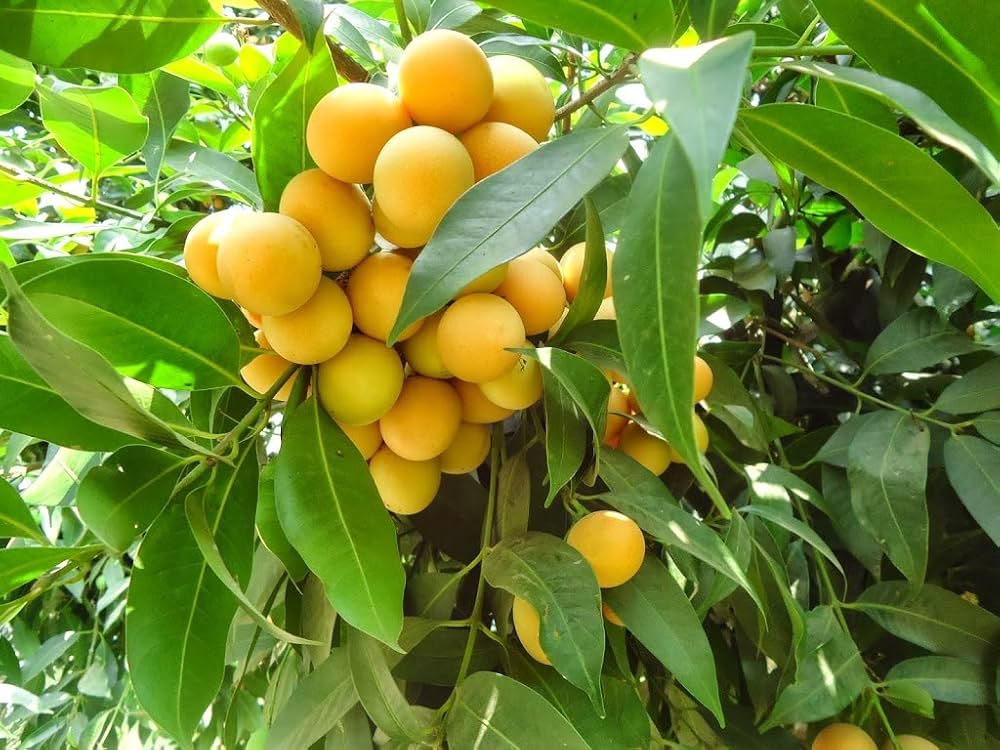 Maparang Fruit Plant