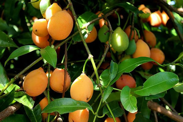 Achachairu Live Fruit Plant