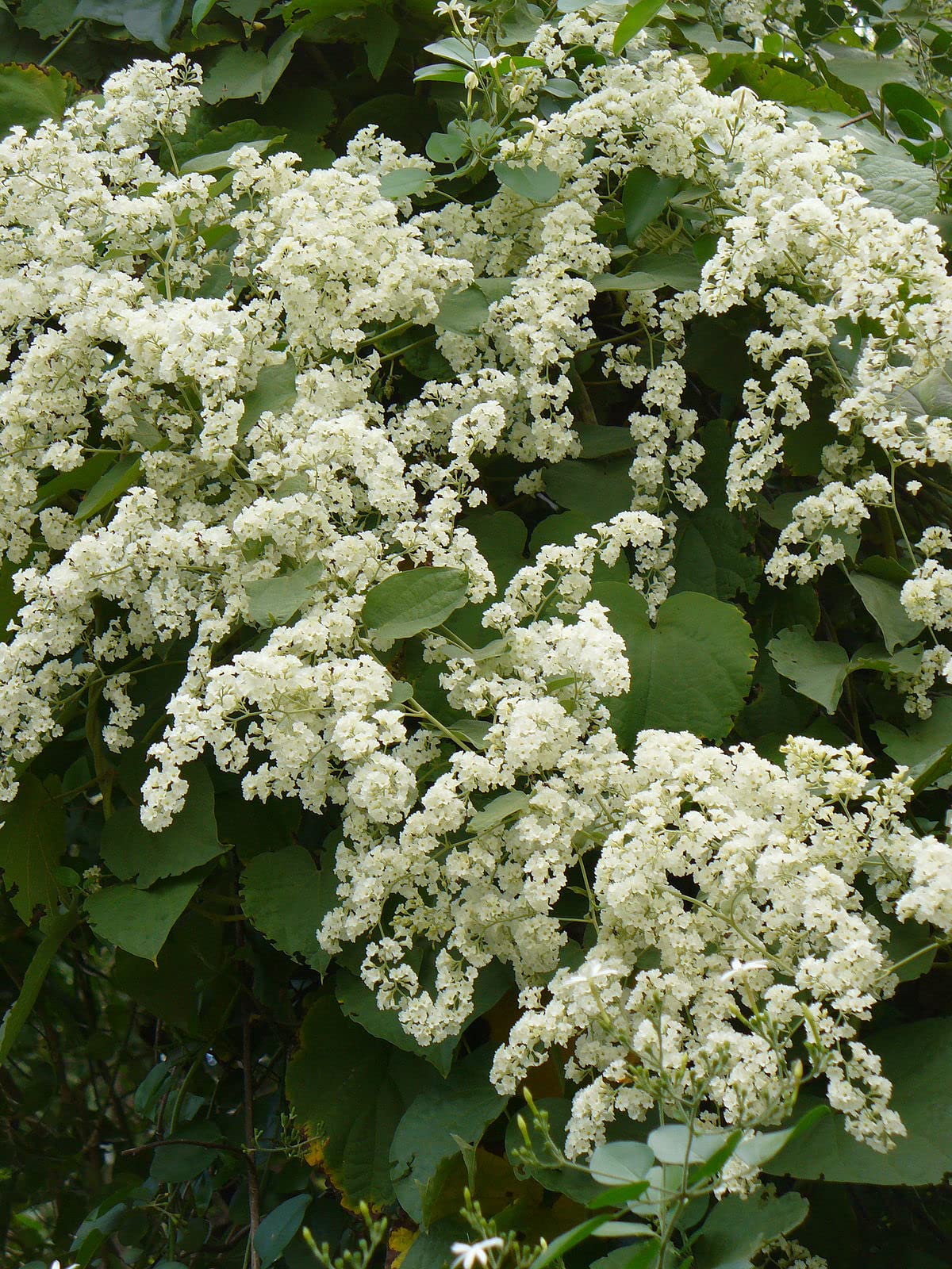 Manimulla Live Plant