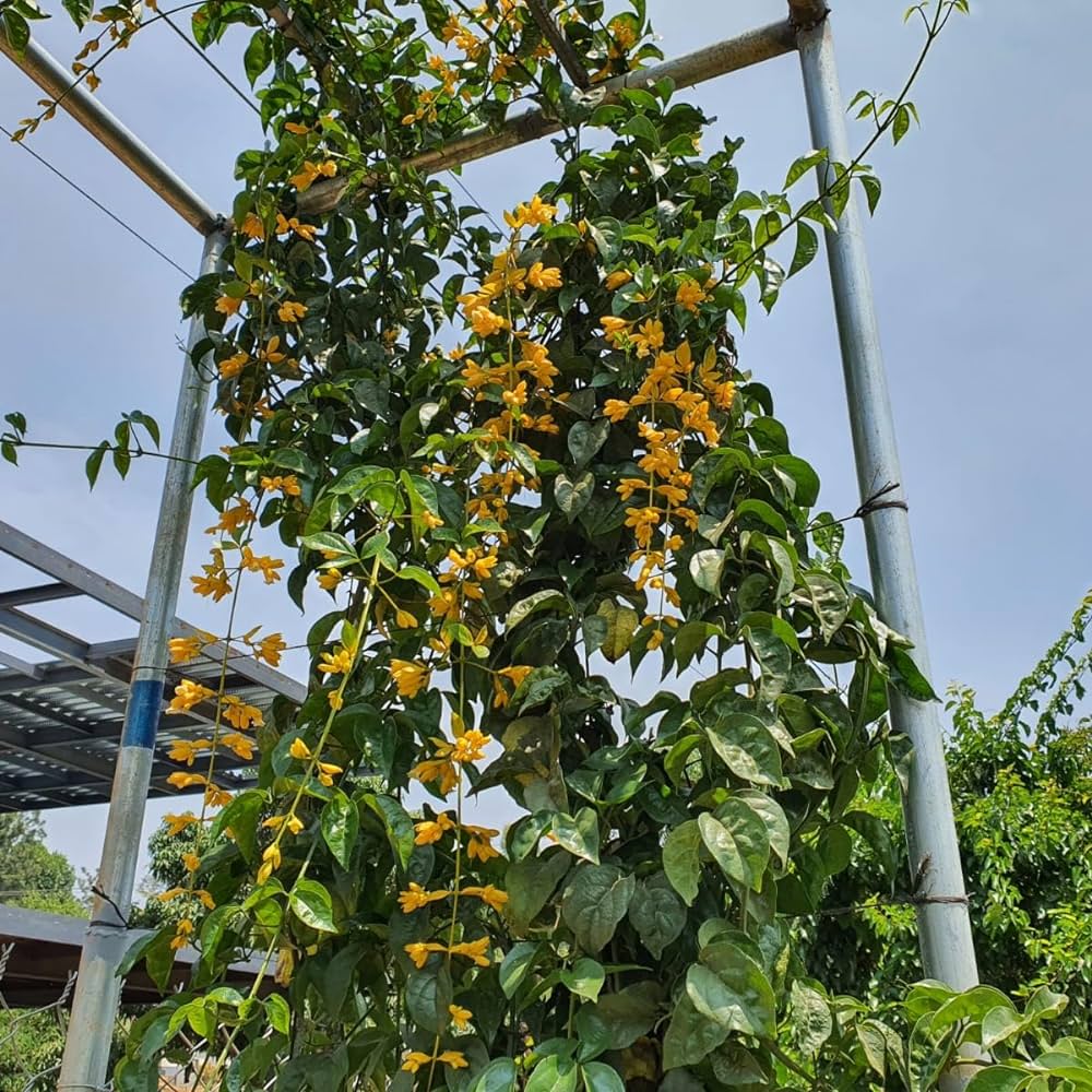 Golden Cascade Live Plant