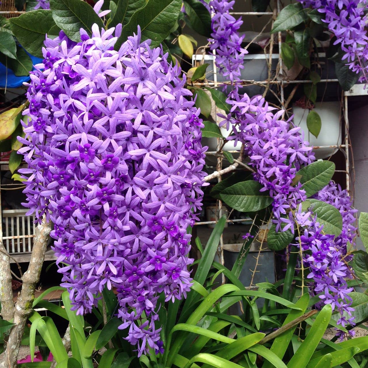 Petrea Violet Live Plant