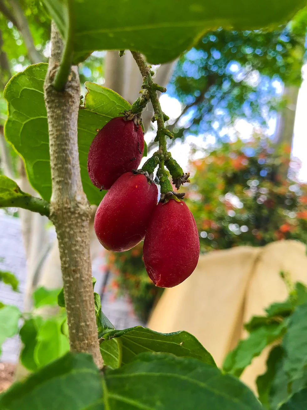 Peanut Butter Fruit Plant