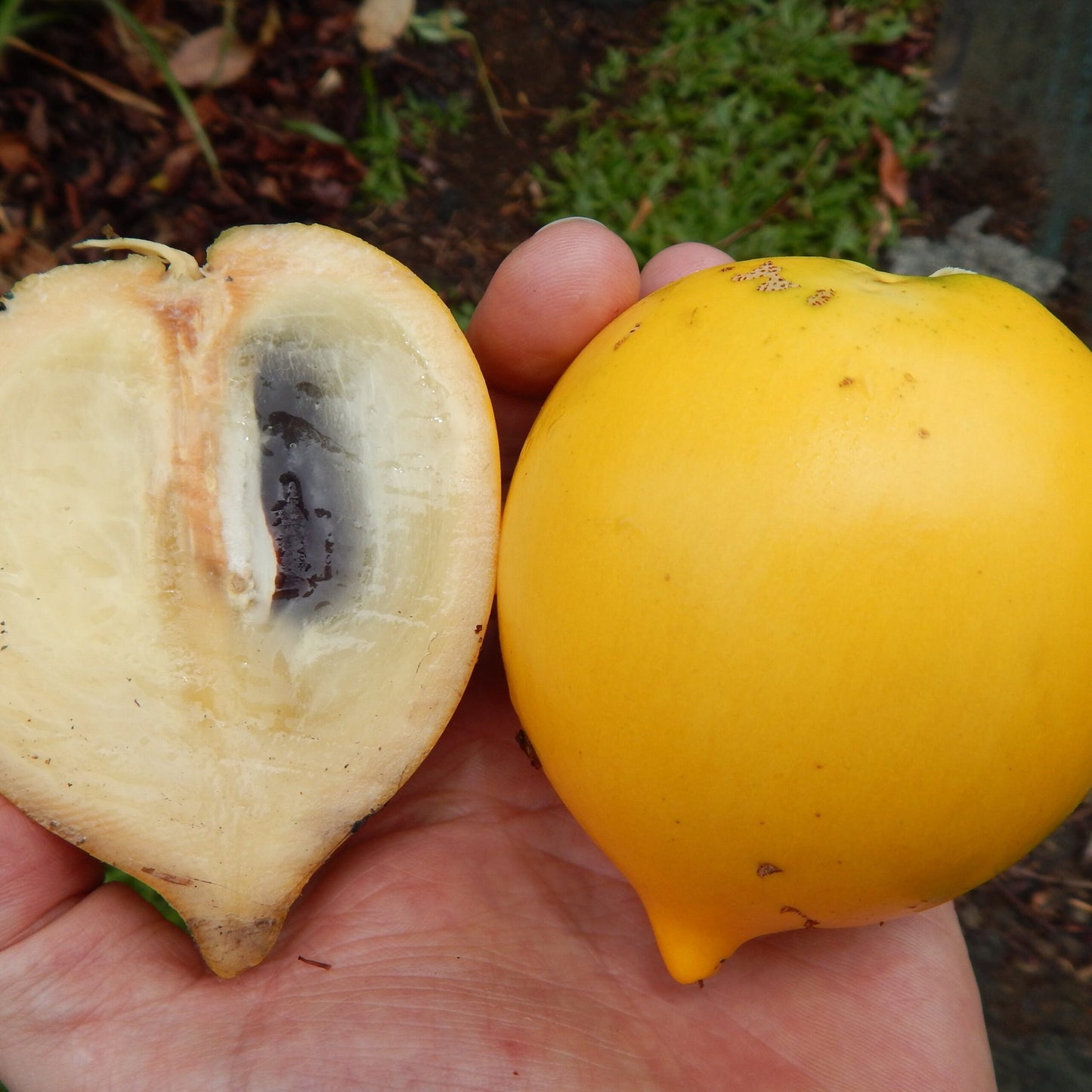 Abiu Live Fruit Plant