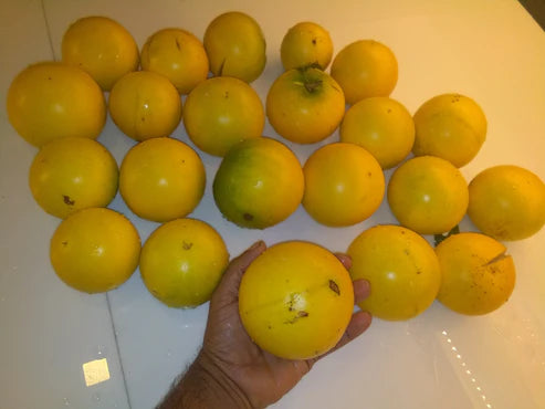 Abiu Live Fruit Plant