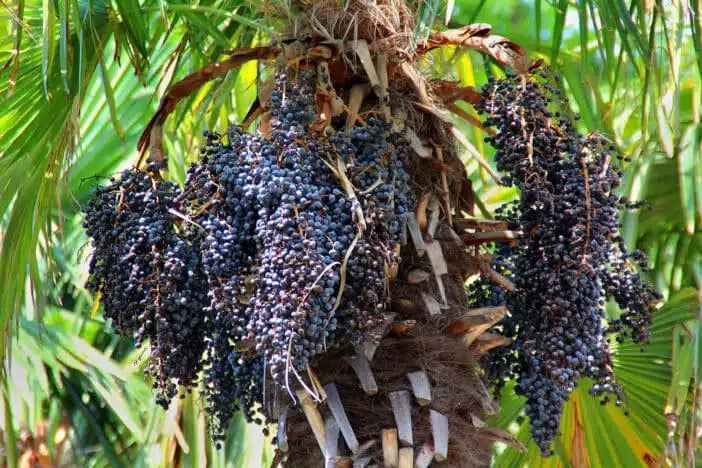 Acai Berry Live Fruit Plant