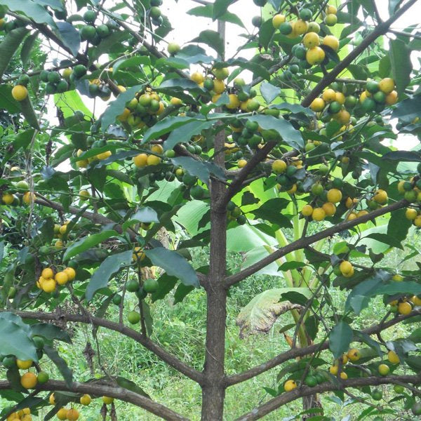 Cherry Mangosteen Fruit Plant