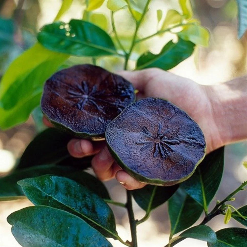 Black Sapote Fruit Plant
