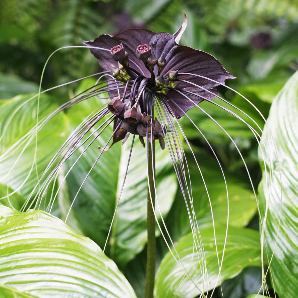 Bat Flower Live Plant