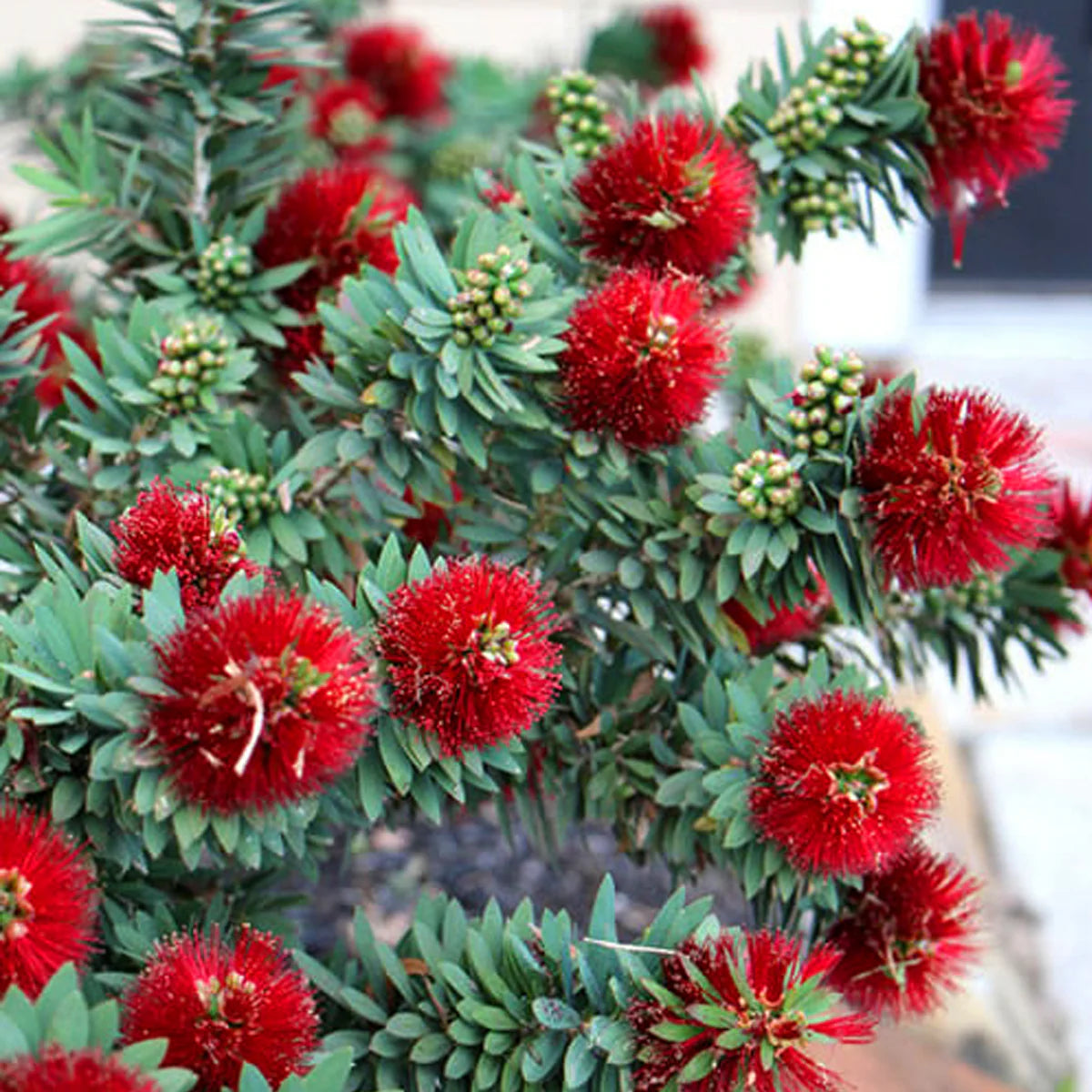 Little John Live Plant