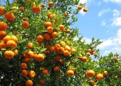 Chinese Sweet Bush Orange Live Fruit Plant