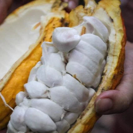 Cocoa Fruit Plant