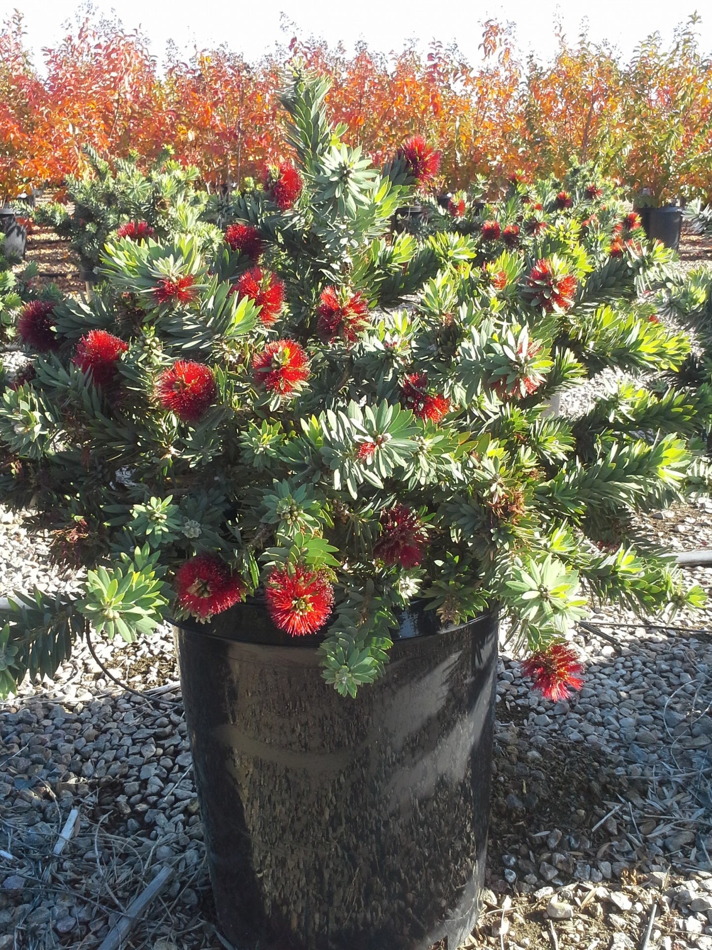 Little John Live Plant