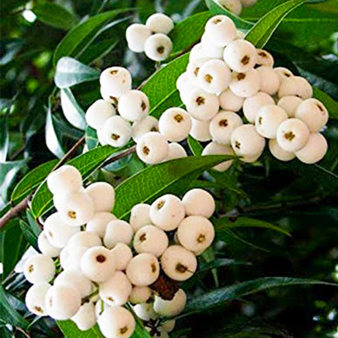 Cat Eye Fruit Plant