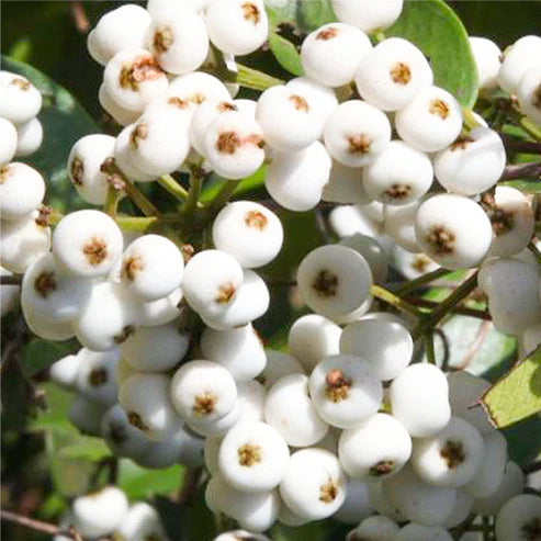 Cat Eye Fruit Plant