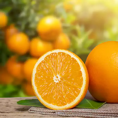 Chinese Sweet Bush Orange Live Fruit Plant