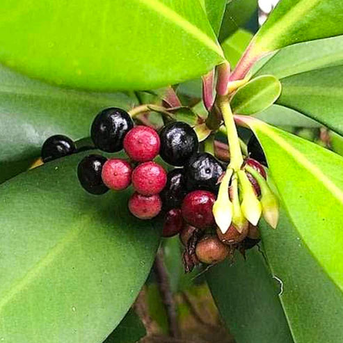 Coralberry Fruit Plant