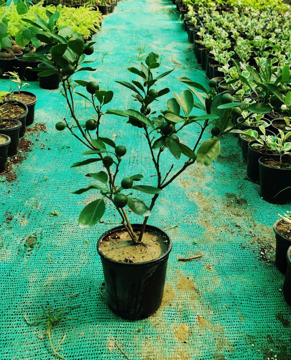 Chinese Sweet Bush Orange Live Fruit Plant