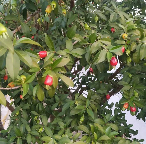Cherry of Rio Grande Fruit Plant