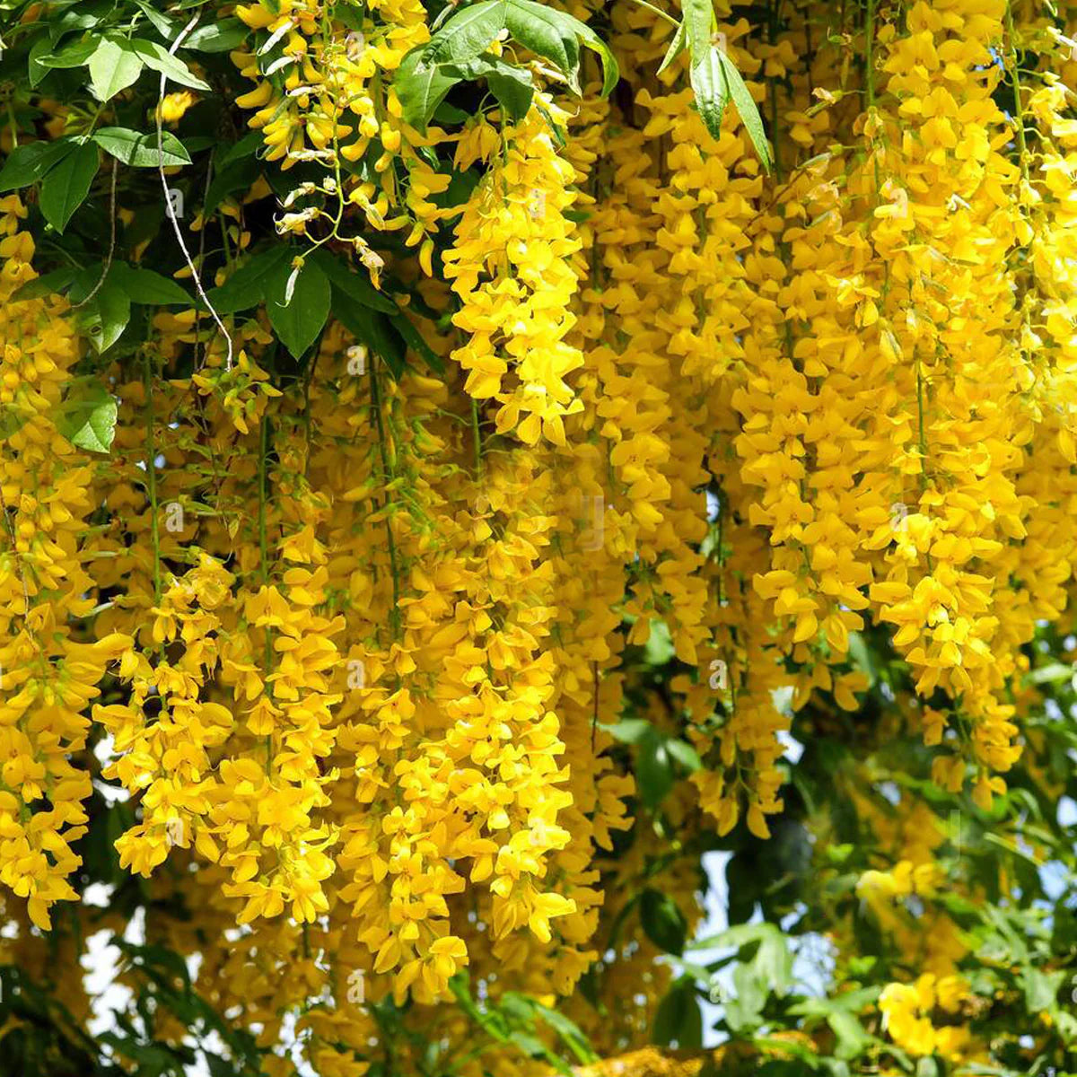 Golden Cascade Live Plant