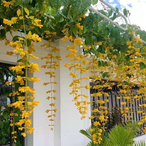 Golden Cascade Live Plant
