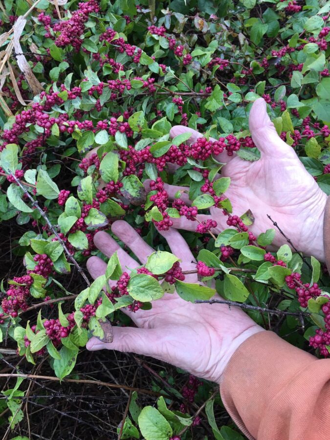 Coralberry Fruit Plant