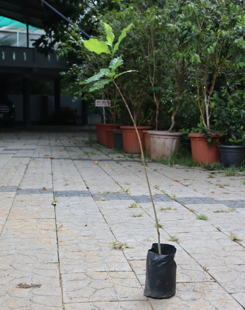 Ceylon Olive Live Fruit Plant