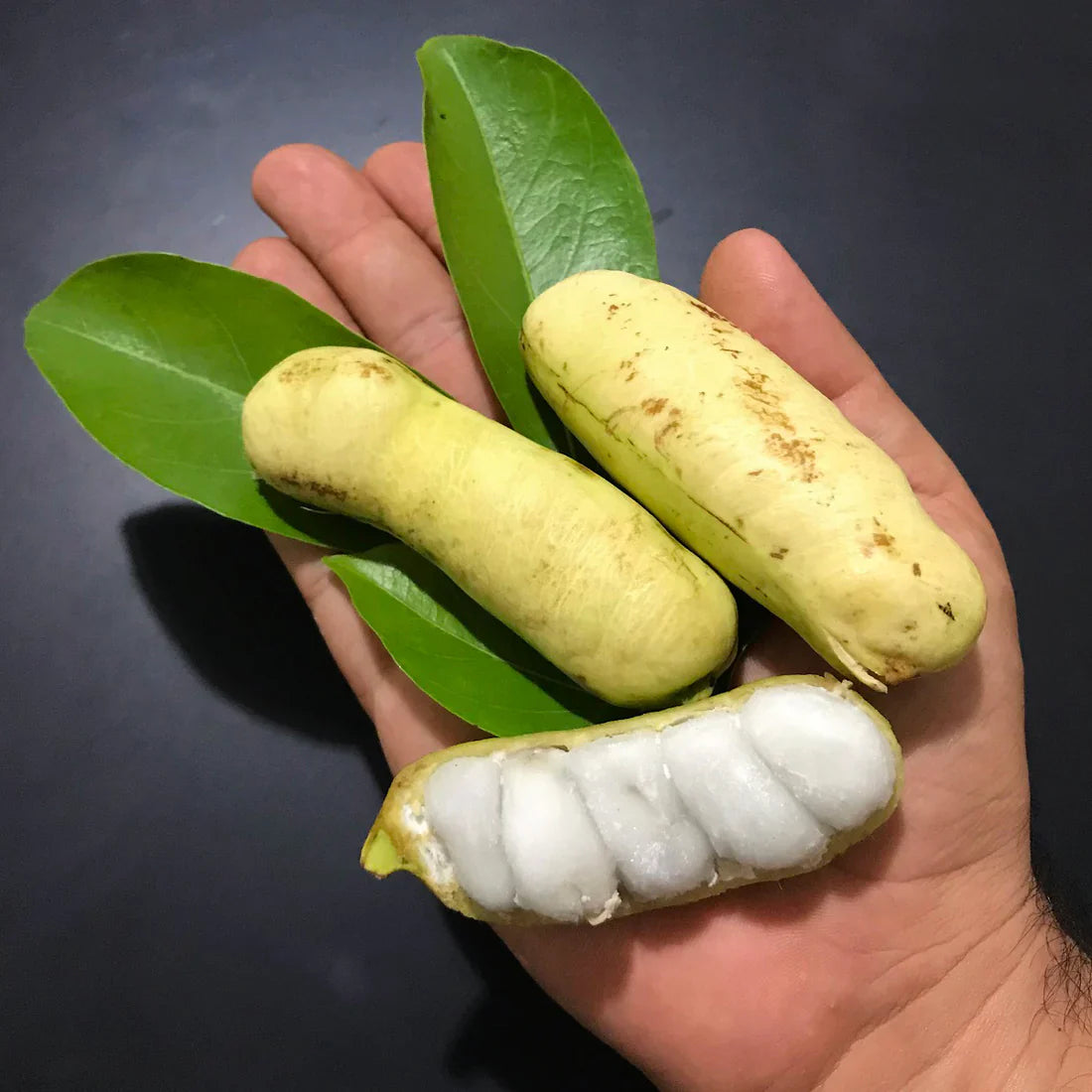 Guama Ice Cream Bean Fruit Plant
